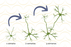 aumento de las conexiones neuronales con Memory Spice durante varias semanas